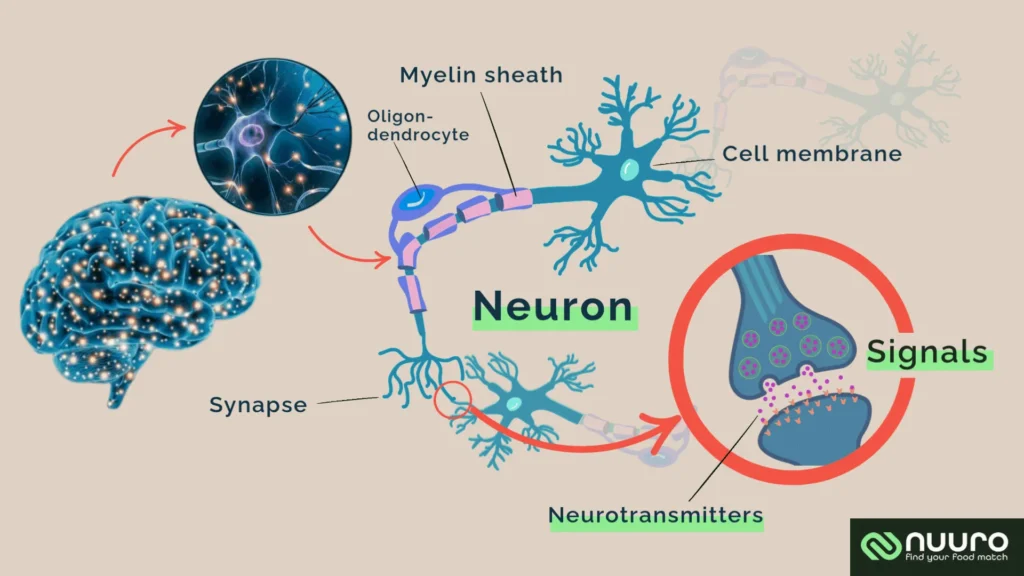 Key Health Challenges During Perimenopause